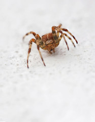 Macro close up of an european garden spider or cross spider (Araneus diadematus) isolated with a white background. Scary and hairy but colourful looking spider on the wall.  