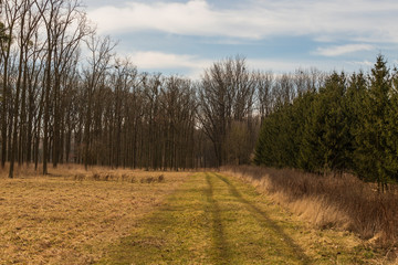Road leading to forest with blue sky and white clouds.
