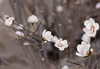 Delicate flowers of white magnolia on the branches in the spring garden.