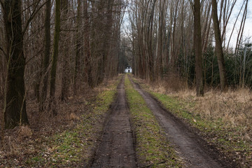 Fototapeta premium Asphalt road through the forest for cyclists. There are trees on the sides and a blue sky on the background.