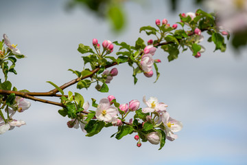 Apfelblüte Kaiser Wilhelm