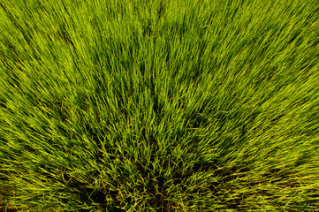 On top demonstrated young rice sprout, a collection of seedlings, Seedlings of rice ready for planting in rice field. 