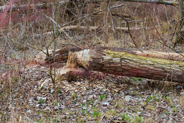 Obraz premium Trees bitten and destroyed by Beaver - Castor fiber.