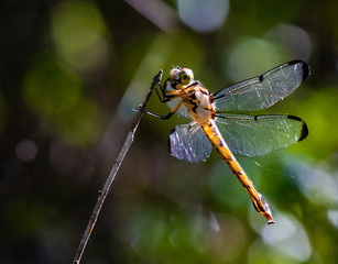 dragonfly on stick