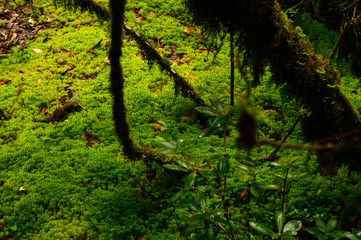 Wooden bridge walkway in to the rain forest at Ang Ka Nature trail in Doi Inthanon Nature Park, Chiang Mai, Thailand