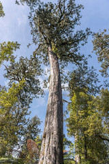 Fototapeta premium tall red pine in wood, near Matheson Lake, West Coast, New Zealand