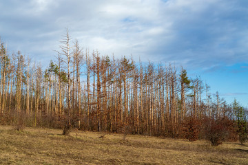 Beautiful wild flower Pulsatilla grandis - Pasque Flower in a meadow in nice sunny weather. Photo has nice bokeh.