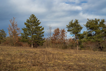 Kamenný vrch Protected Landscape Area in Brno, Czech Republic. You can see green and dry trees and meadow on which pasque flowers grow.