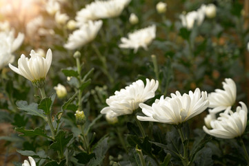 White chrysanthemums in the garden
