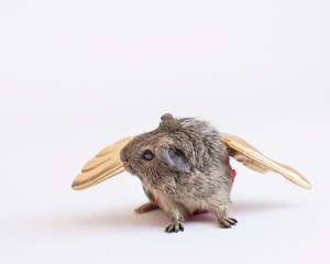 Tiny guinea pig with wings of gold in the studio isolated on white