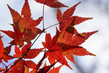 赤く色づいた日本楓の葉