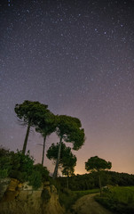 Grupo de arboles por la noche bajo un cielo estrellado.
