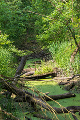 Krive Lake Nature Reserve - floodplain forest area.