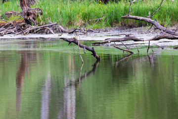 Krive Lake Nature Reserve - floodplain forest area.