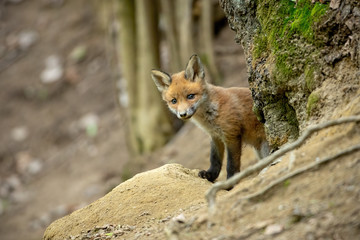 Playful red fox cub peaking out from behind a tree in spring forest. Curious little animal coming of den with copy space and blurred background in wilderness.
