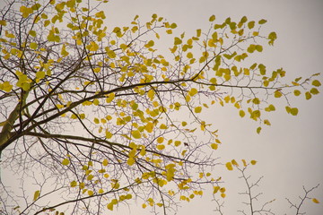 Filigrane Äste geschmückt mit herbstliche goldgelbe Blätter. 