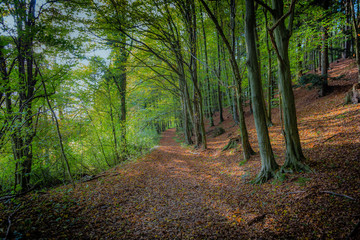 Early moring stroll trough autunm forest. Quite time to admire the nature, listen only to sounds of dried leaves under your shoes.