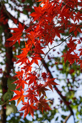 京都宇治の紅葉シーズン