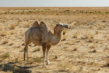 Bactrian camel in the steppes of kazakhstan, Aral District of Kyzylorda Region.