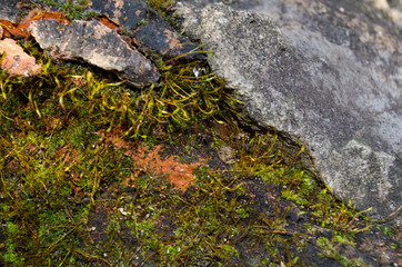 Moss on the stones of the garden in the spring sun