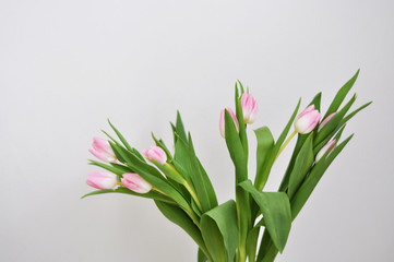 bouquet of tulips on white background
