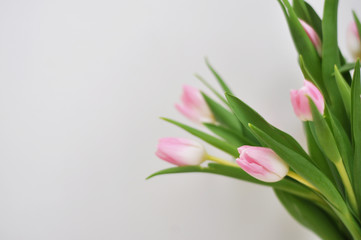bouquet of tulips on white background