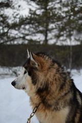 Naklejka premium chien