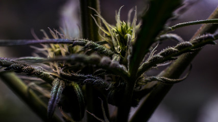 A Macro of Inner Plant Cannabis Buds, Early