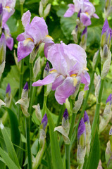 mauve irises in the flowerbed 