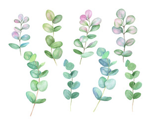  Watercolor illustration with eucalyptus green pink leaves.