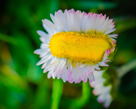 A picture of a very strange daisy. One should allways stick out of the group.