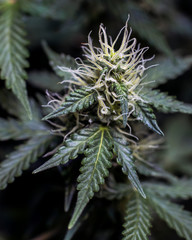 A Portrait of An Early Gelato Plant Flower