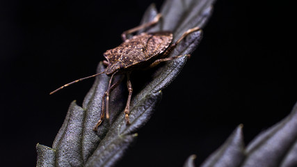 A Stink Bug On A Cannabis Leaf