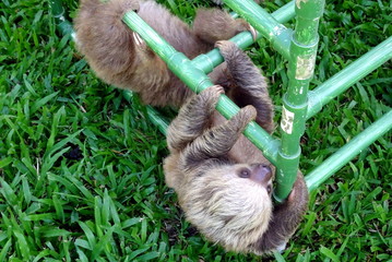 Cute fluffy baby sloth in Costa Rica © Sabs.e