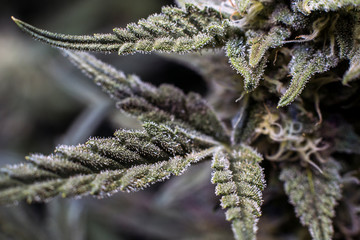 Amber and Milky Trichomes, Harvest Time