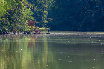 Ardea cinerea - Gray heron sitting on a tree on a lake