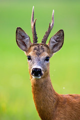 Alert roe deer, capreolus capreolus, buck with big antlers looking into camera in summer nature....