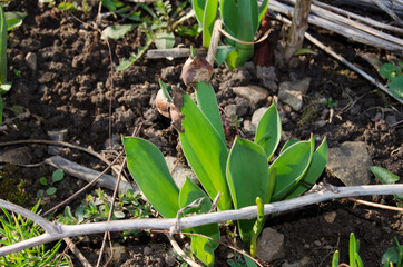 The first leaves of tulips among the leaves of red heichera