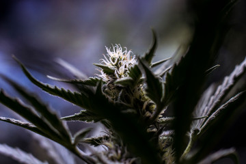 An Early Zkittlez Cannabis Indica Plant Cola, Alt 1