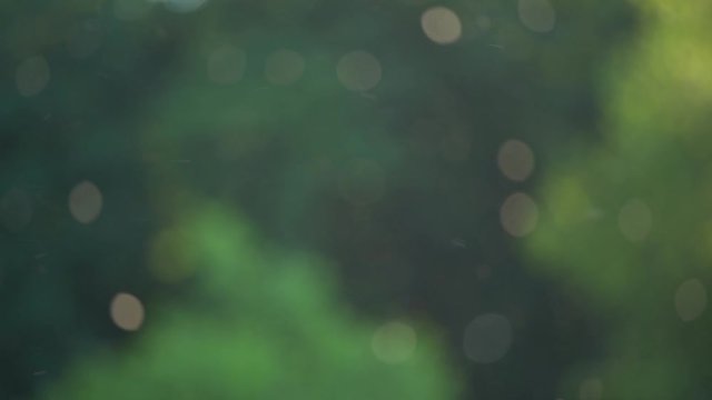 Beautiful nature video bokeh background of blurry sunset landscape and defocused round particles of poplar pollen flying all around air in evening.