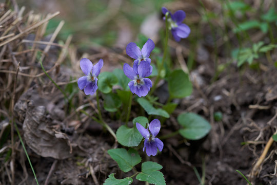 Wild flower Viola reichenbachiana in the forest. Known as early dog-violet or pale wood violet. Plant with purple flower.