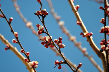  flowering tree branch. blue sky