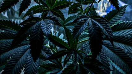 Cannabis Fan Leaves In Veg, Blue Spectrum