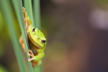 Curious european tree frog, hyla arborea, griping on grass in spring with copy space. Happy wild animal looking into camera in natural habitat from front view.