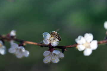 bee on a white flower on a tree. Bee picking pollen from apricot flower.Bee on apricot blossom