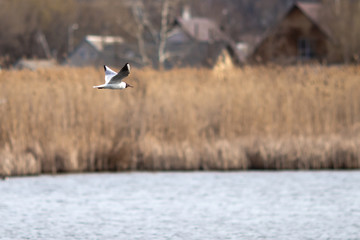 Seagull in flight on a background of blue water and reeds. With blurry background.