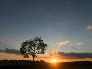 Fototapeta na wymiar a tree in a beautiful sunset
