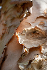 Birch tree trunk with peeling bark