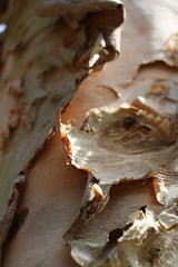 Birch tree trunk with peeling bark