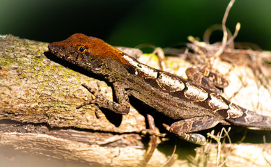 Lizard on tree